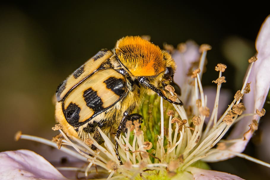 beetle, brush beetle, macro, nature, insect, close, flower HD wallpaper