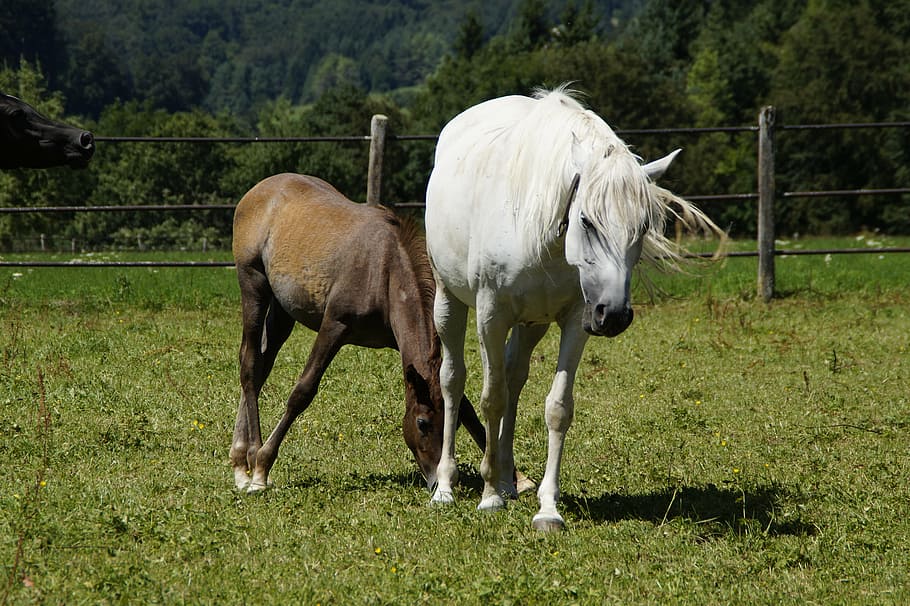 two white and brown horses standing on grass, mares, foal, arabs HD wallpaper