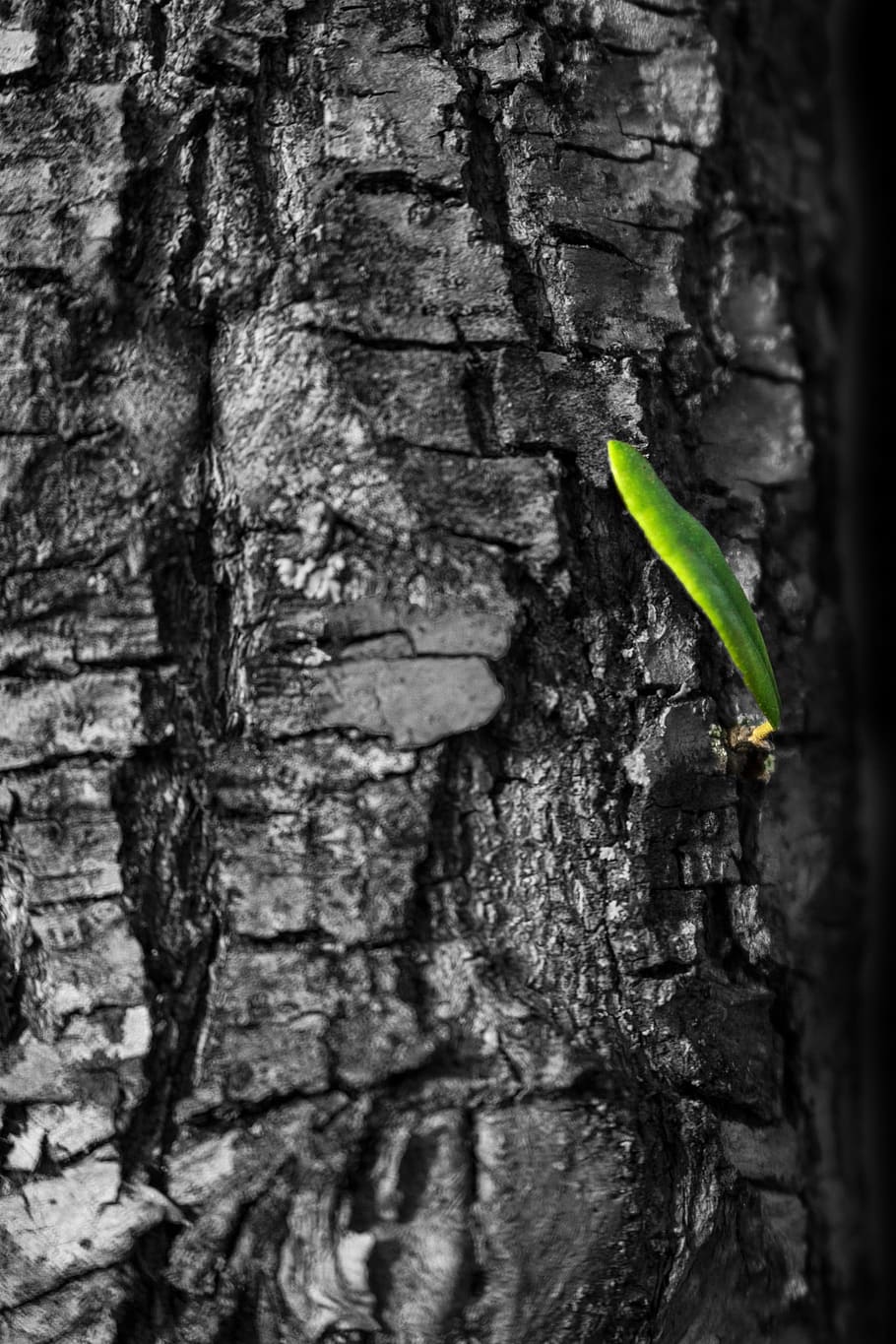 leaf, green, tree, nature, green leaf, plant, environment, natural HD wallpaper