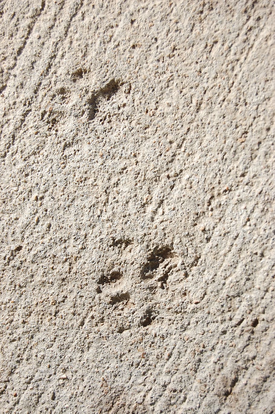 footprints, tracks, sidewalk, concrete, animal, trace, pattern