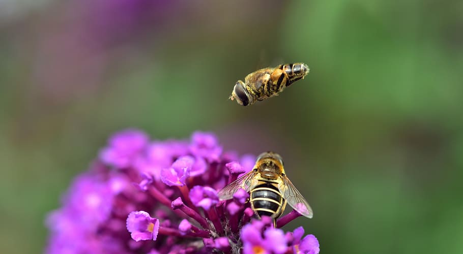 two yellow honeybees, medium wedge, spot hover fly, eristalis interrupta HD wallpaper
