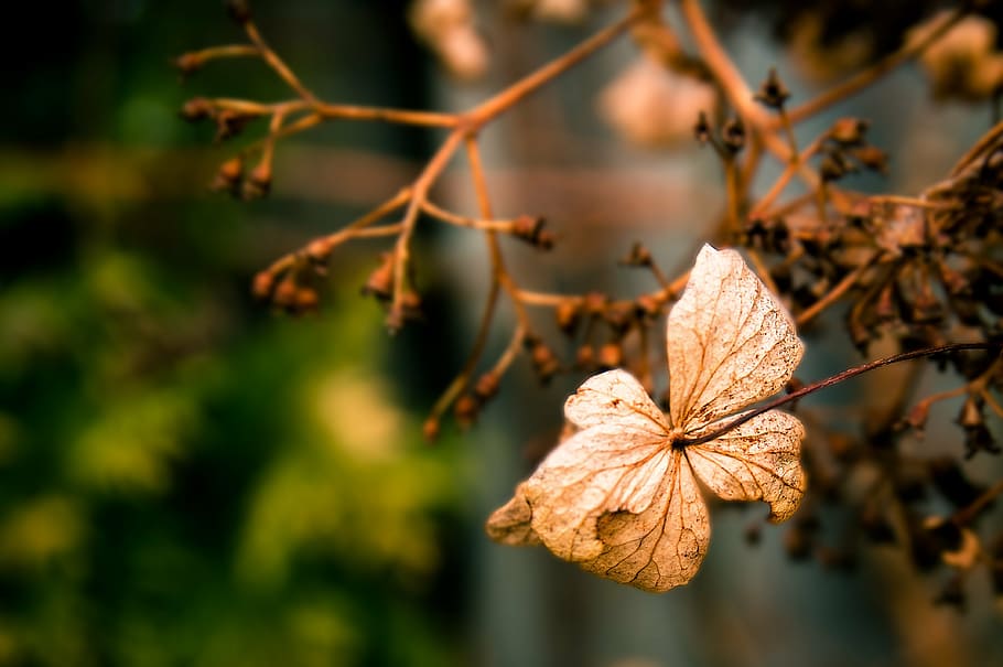petals, early spring, tranquility, stand by, withered, brown HD wallpaper