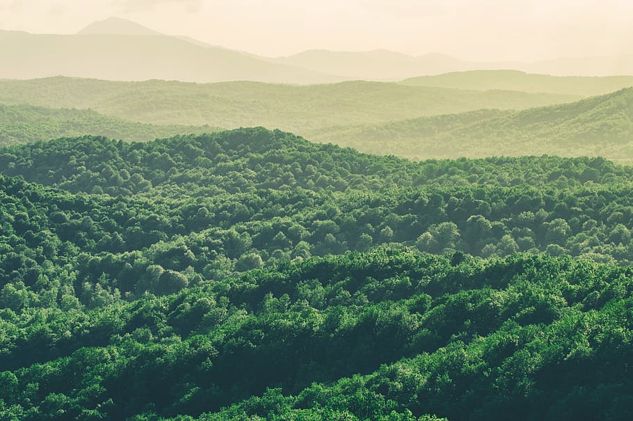 green leafed trees, mountain, nature, landscape, mountains HD wallpaper