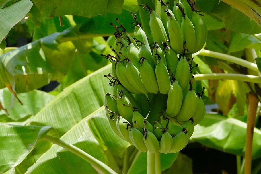 Banana plantation 1080P, 2K, 4K, 5K HD wallpapers free download