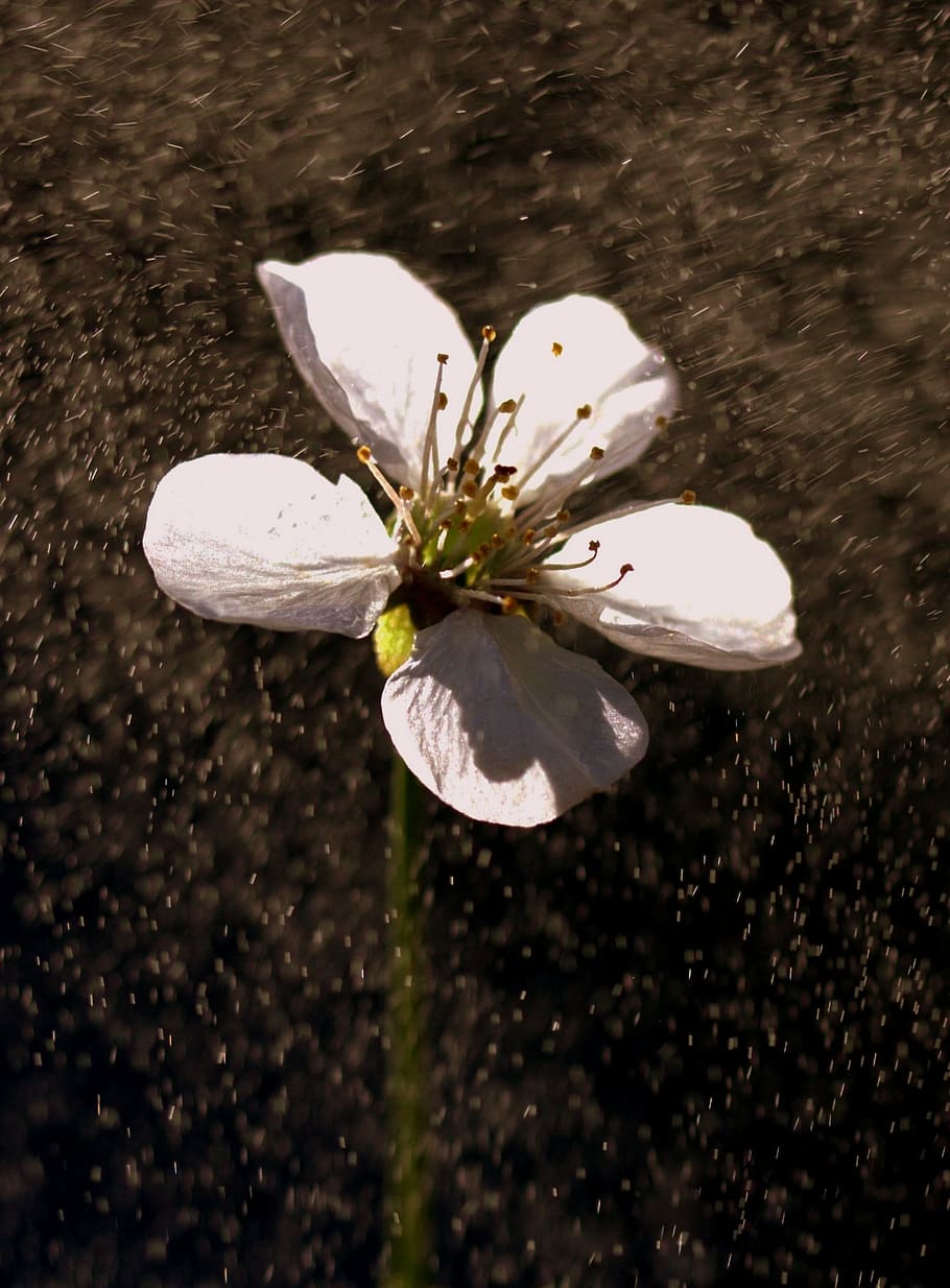 flower, white, rain, light, white color, flowering plant, freshness HD wallpaper