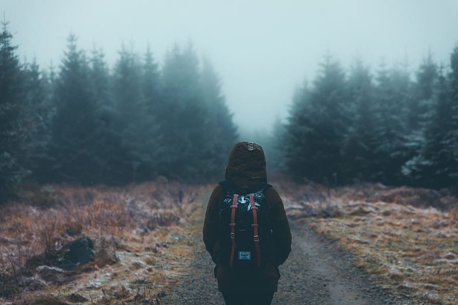 pine, trees, forest, plants, nature, people, walking, alone HD wallpaper