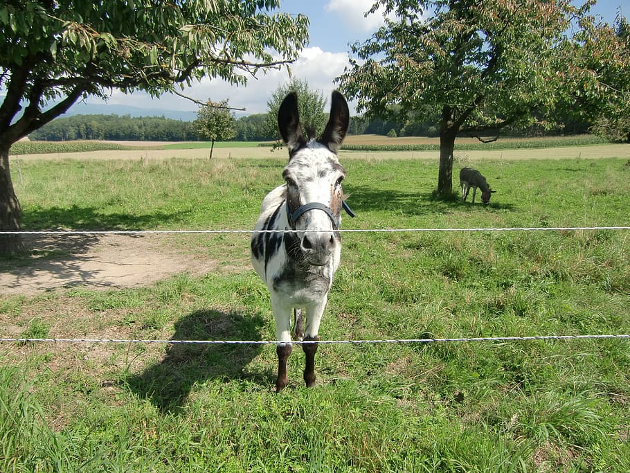 Donkey, Landscape, Nature, domestic animals, field, animal themes HD wallpaper