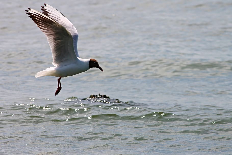 Black Headed Gull, Seagull, Flight, Fly, wing, feathers water bird HD wallpaper