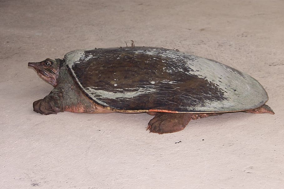turtle, nature, florida turtles, softshell, florida softshell turtle HD wallpaper