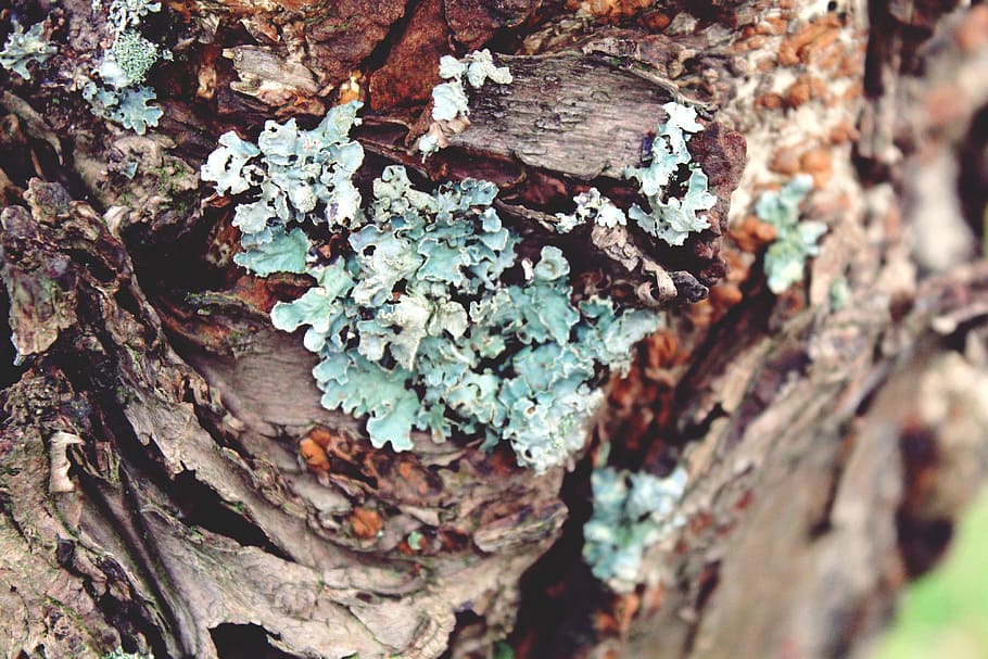 lichen, tree, log, bark, nature, gnarled, forest, old, tribe HD wallpaper