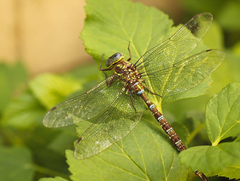 dragonfly, darner, insect, wings, large, colorful, animal themes HD wallpaper
