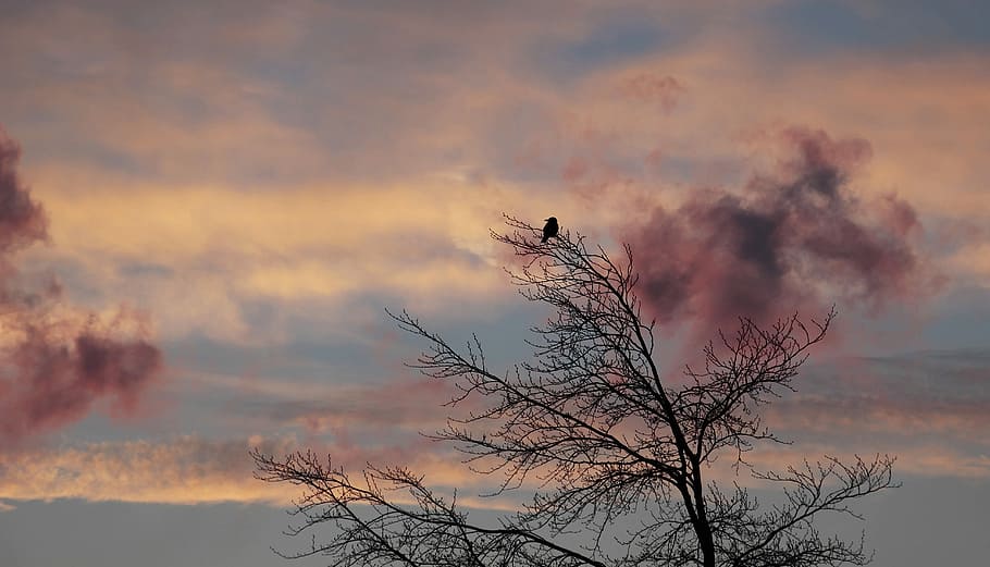 photography of tree during sunset, dawn, bird, winter, weather HD wallpaper