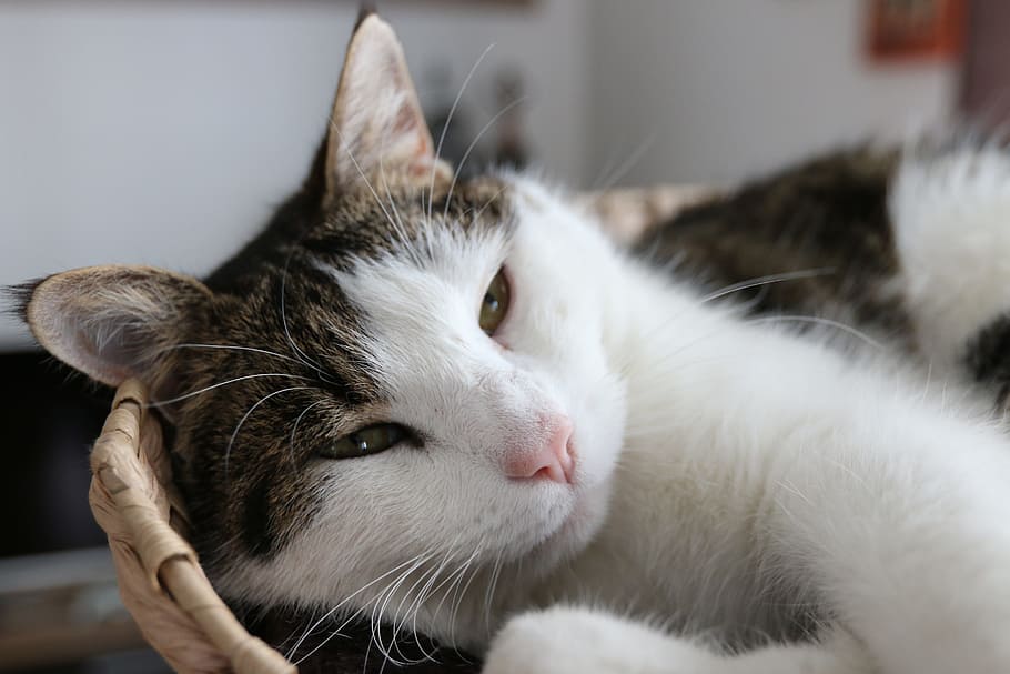 Cat, Adidas, domestic cat, pets, domestic animals, animal themes HD wallpaper