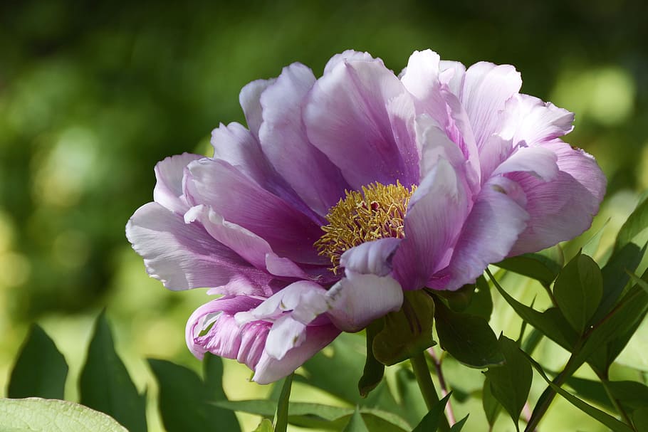 purple and white peony flower selective focus photography, blossom, HD wallpaper