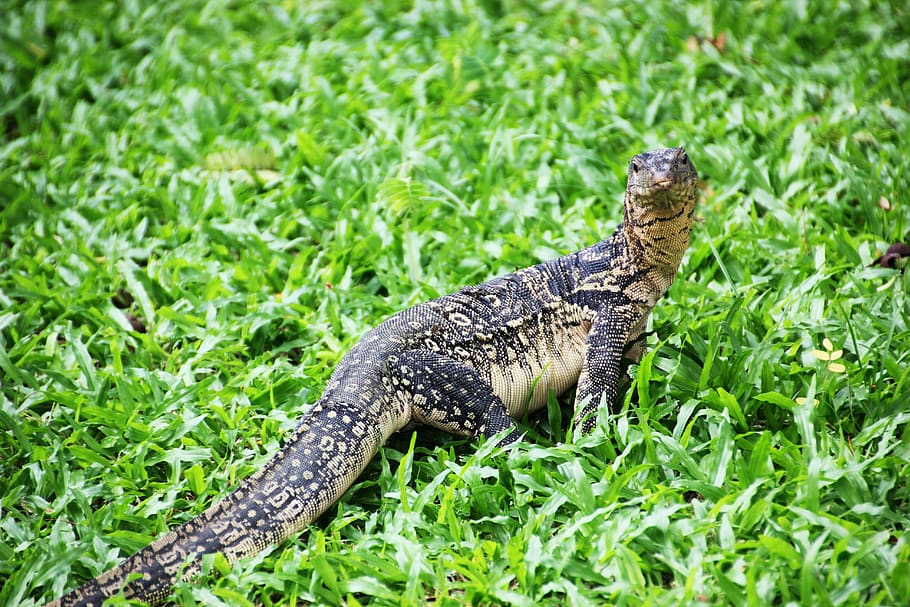 monitor lizard, bangkok, animal, animal themes, one animal HD wallpaper