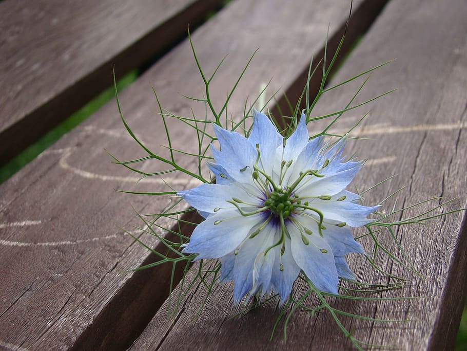 Flower, Bloom, Blossom, blue, banch, summer, floral, natural HD wallpaper
