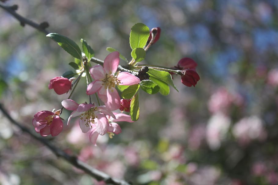 flowers, budding, red, pink, nature, blossom, plant, spring HD wallpaper