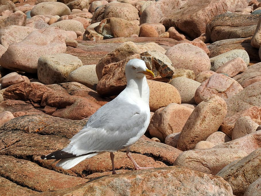 seagull, bird, nature, animal themes, vertebrate, animals in the wild HD wallpaper