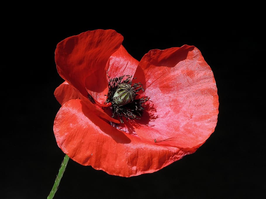 Poppy, red and black flower, petal, stem, black background, insect HD wallpaper