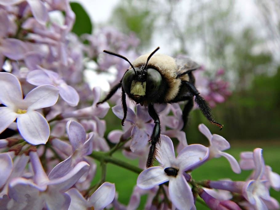 Bee, Flower, Nature, Spring, Green, garden, honey, plant, insect HD wallpaper