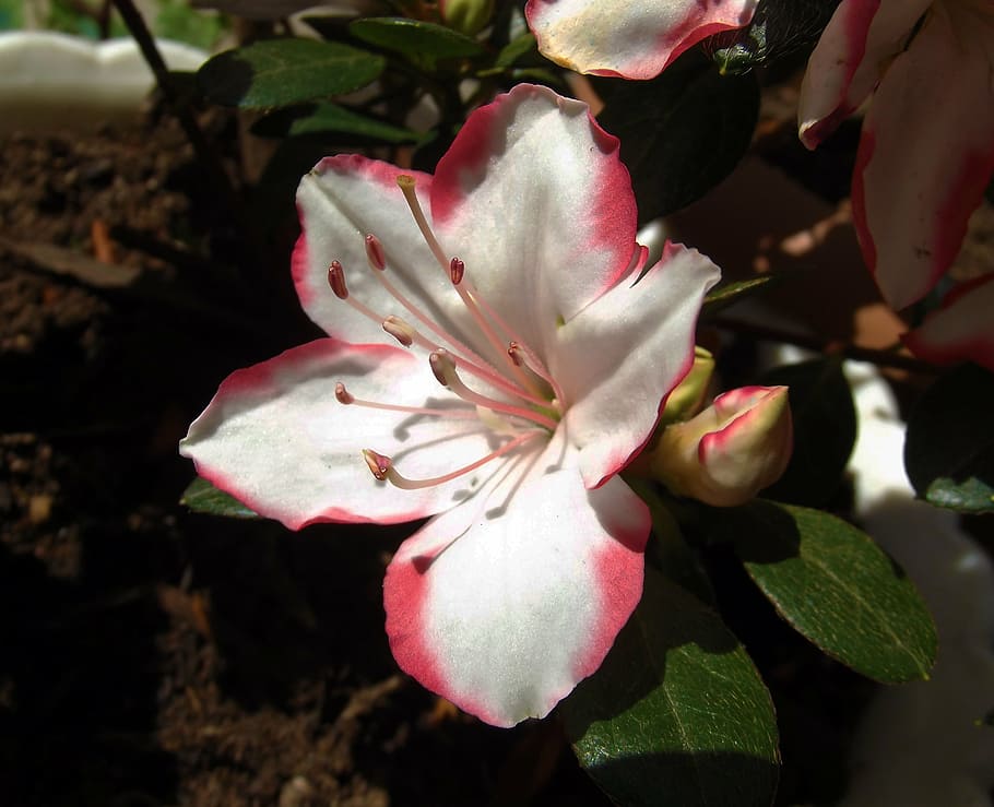 azalea, flower, macro, close, white, nature, garden, turkey HD wallpaper