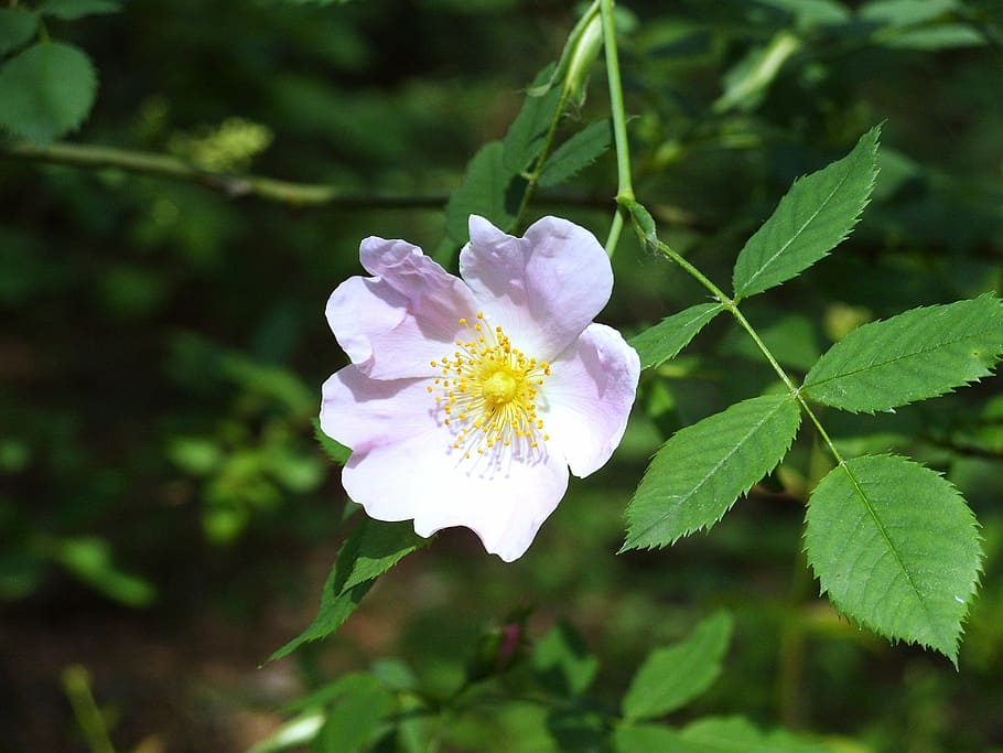 brian, flower, rose, nature, plant, petal, summer, flower Head HD wallpaper