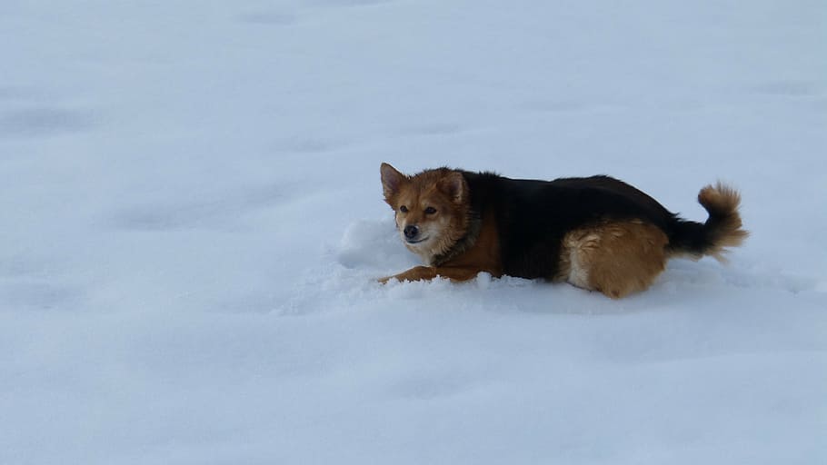 dog, snow, fun, winter, nature, cold temperature, one animal HD wallpaper