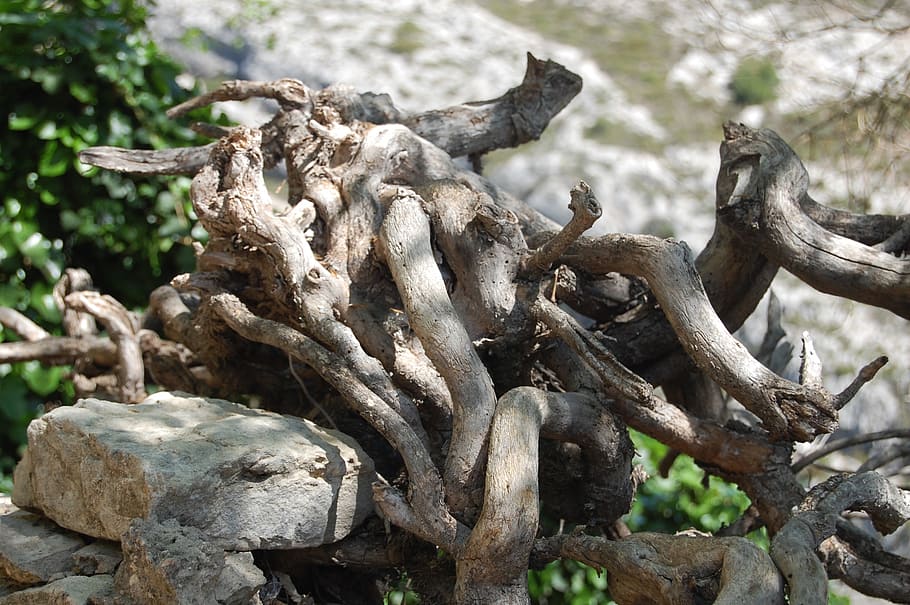 root, tree, earth, plant, day, no people, nature, focus on foreground HD wallpaper