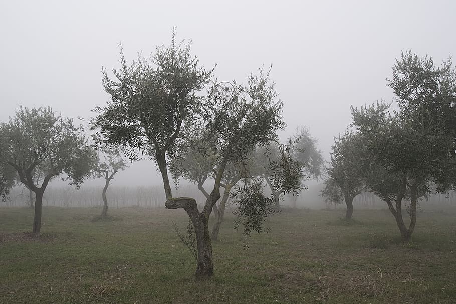 Olive Tree, Trees, Winter, Fog, agriculture, nature, landscape HD wallpaper