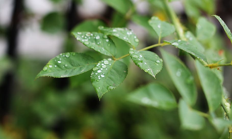 green, tree, raindrop, nature, plant, environment, leaf, forest, HD wallpaper