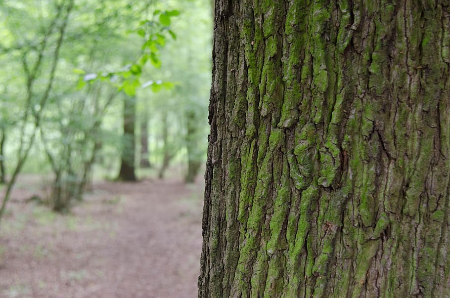 Tree, Forest, Nature, Plant, forests, tribe, green, woodland HD wallpaper
