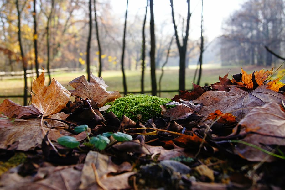 autumn, moss, leaves, coupling, forest, leaf, nature, yellow HD wallpaper