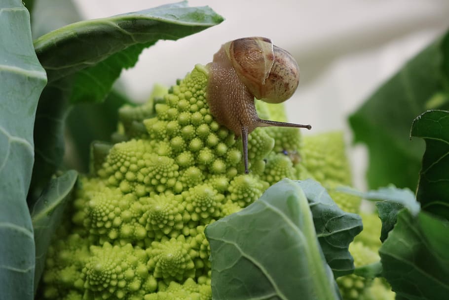 Romanesco, Snail, Shell, Nature, green, slowly, summit, cheeky HD wallpaper