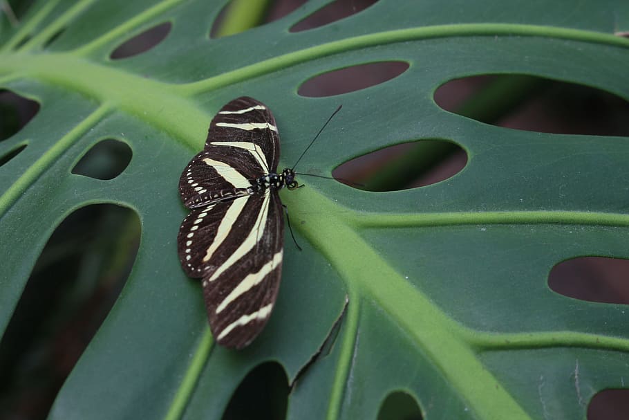 Butterfly, Leaf, Tropical, Insect, animal themes, animals in the wild HD wallpaper