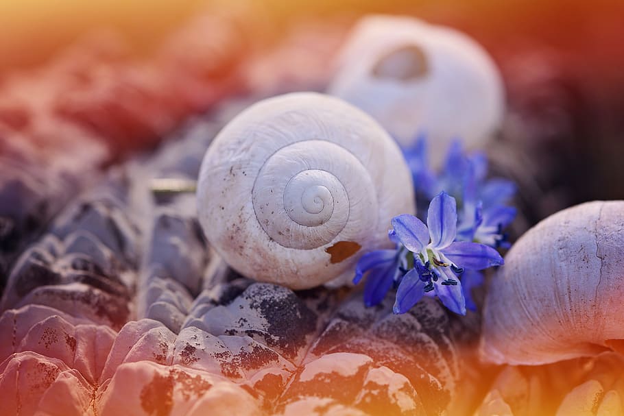 shell, empty, leave, damaged, stone, flowers, siberian blaustern HD wallpaper