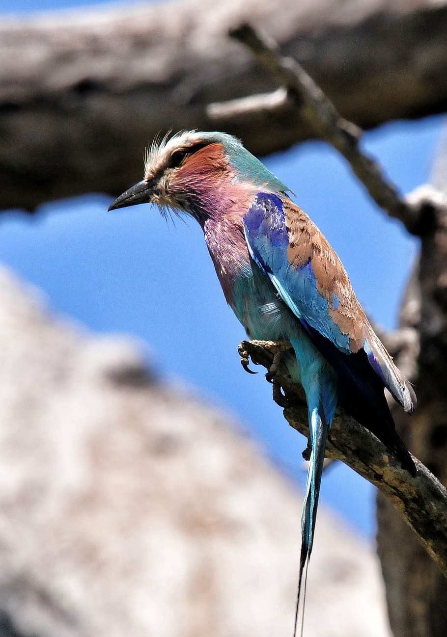 Indian roller bird perching on tree, lilac breasted roller, south africa