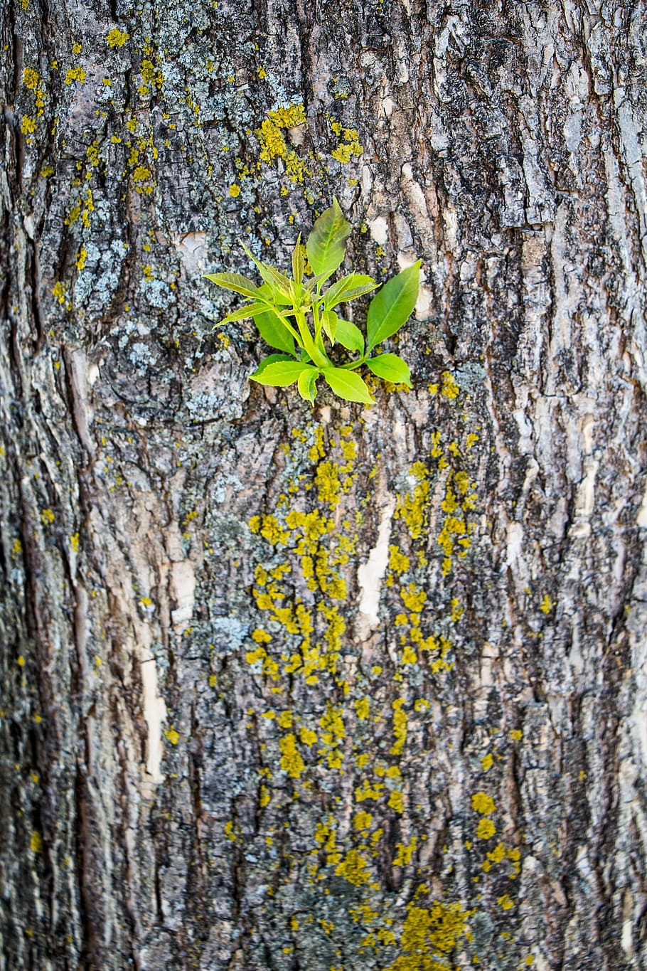 Tree, Bark, Moss, Growth, North, Nature, plant, environment HD wallpaper