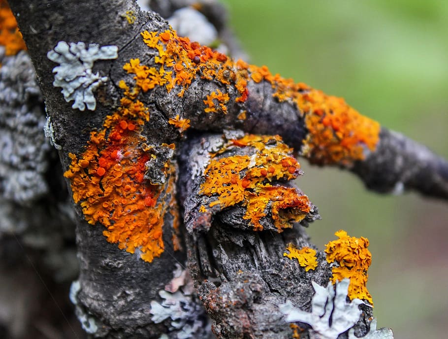 lichen, moss, nature, orange color, close-up, tree trunk, plant HD wallpaper