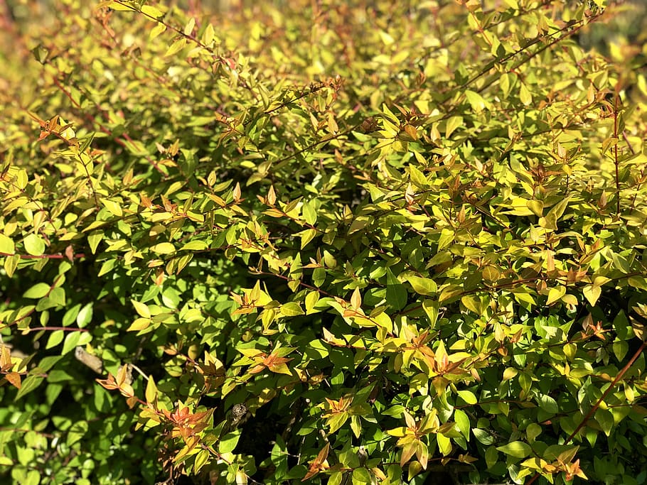 grass, green, spring, natural, plant, growth, plant part, leaf HD wallpaper