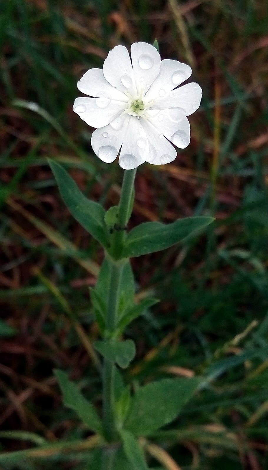 flower, wild, white, spring, nature, flowering, drop, water HD wallpaper
