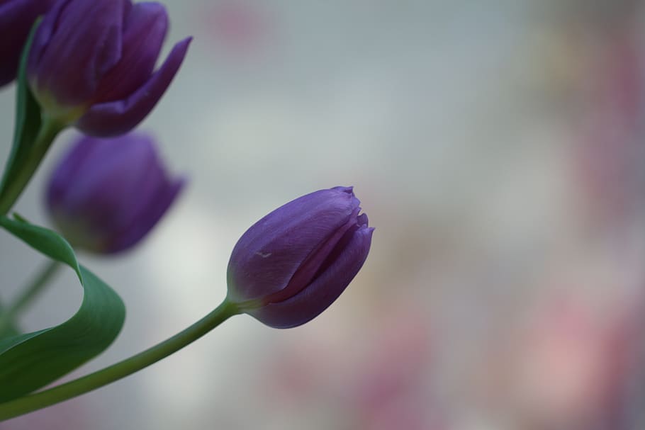 tulips, flowers, spring, bouquet, flowering plant, beauty in nature HD wallpaper
