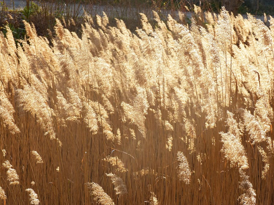 canamelar, cañas, feather dusters, feathers, winter, solar light HD wallpaper