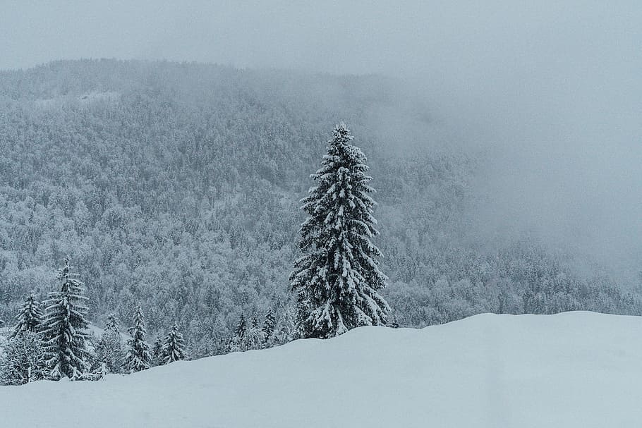 pine tree on snow sand under gray sky, forest covered with snows HD wallpaper