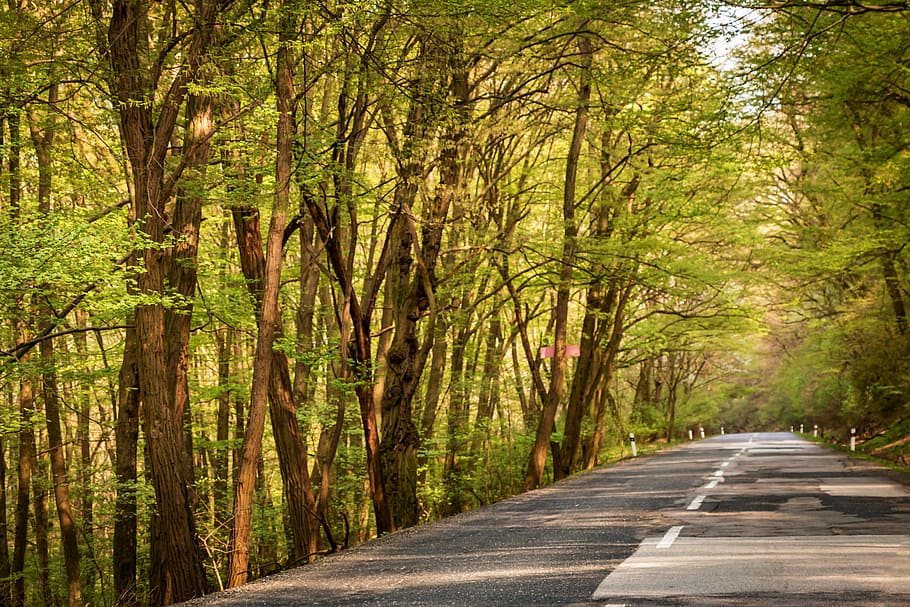 Path, Trees, Forest, Nature, Car, transport, jungle, transportation HD wallpaper
