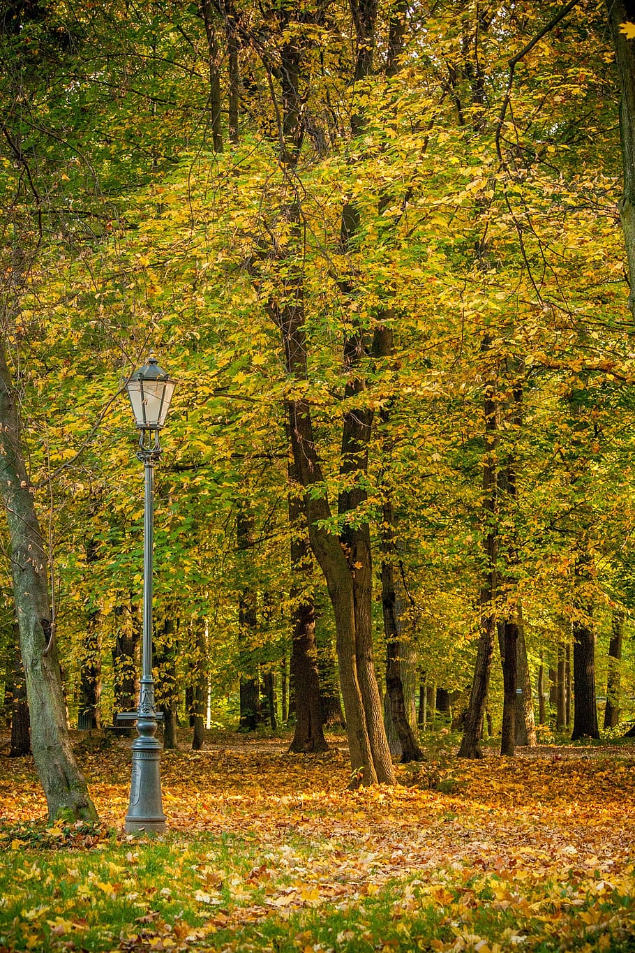 pole, light, lamp, trees, plant, nature, green, grass, leaf HD wallpaper