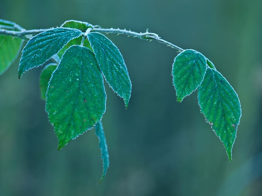 forest, leaf, green, nature, tree, winter, hoarfrost, macro HD wallpaper