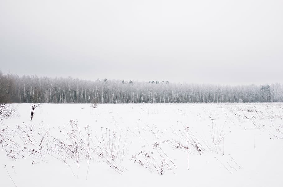 cold, forest, nature, snow, trees, white, winter, cold - Temperature HD wallpaper