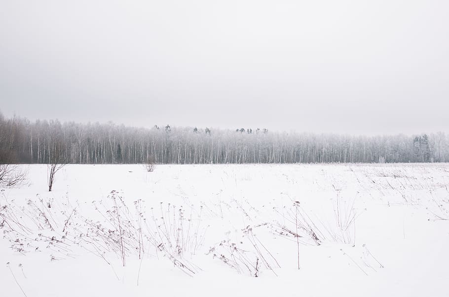 snow land with trees at distance, trees covered with snow, photo HD wallpaper