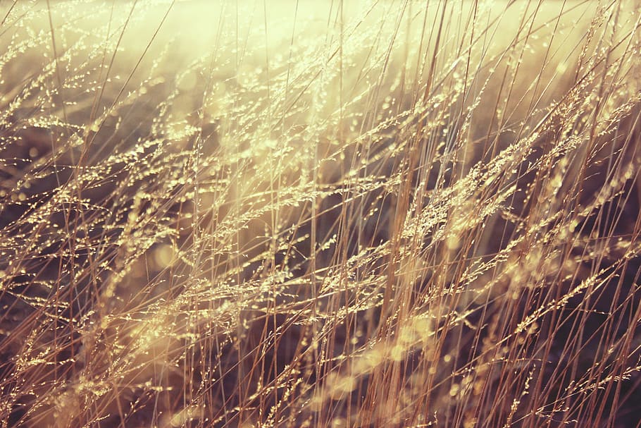brown grass, gold, sun, peace, motion, texture, background HD wallpaper