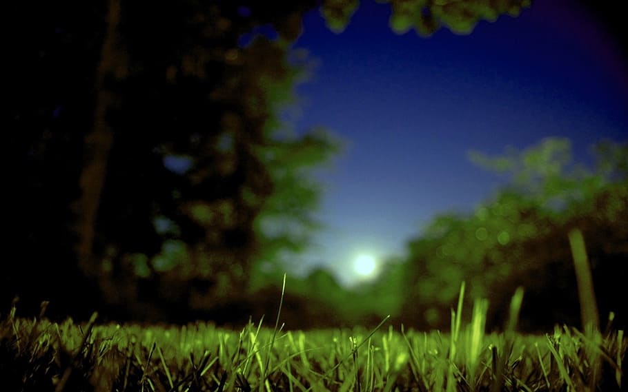 grass field near green trees, moon, moonrise, summer, night, evening, HD wallpaper